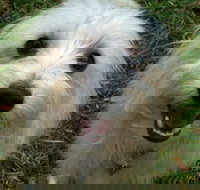 Forster Tuncurry Boarding Kennels  Cattery - Who Is Search