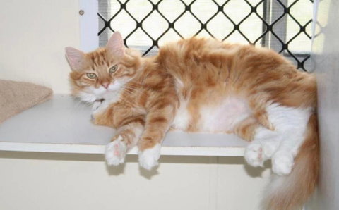 Simply Catz - Click Find 2