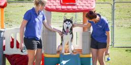 Townsville Pet Resort - DBD 2