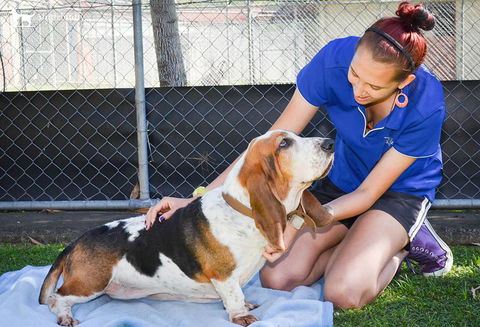 Townsville Pet Resort - DBD 4