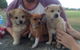 All Paws Pet Motel - thumb 0