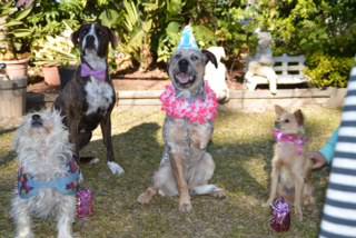 All Paws Pet Motel - DBD 1