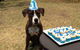 All Paws Pet Motel - thumb 2