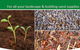 Aafjes Coastal Sand & Soil - thumb 0