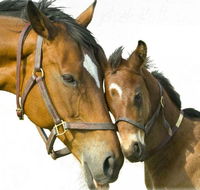 Kempsey Produce  Saddlery - Click Find