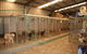 Pads ‘n’ Paws Pet Motel - thumb 1