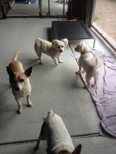 Cat Boarding Catteries Bobs Farm NSW Click Find