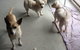CEJ’s Boarding Kennels - thumb 0