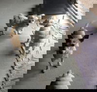 CEJs Boarding Kennels - DBD