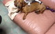 CEJ’s Boarding Kennels - thumb 1