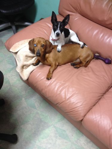 CEJ’s Boarding Kennels - Click Find 1