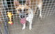 CEJ’s Boarding Kennels - thumb 2
