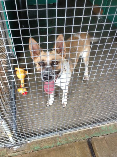 CEJ’s Boarding Kennels - Click Find 2