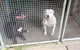 CEJ’s Boarding Kennels - thumb 3