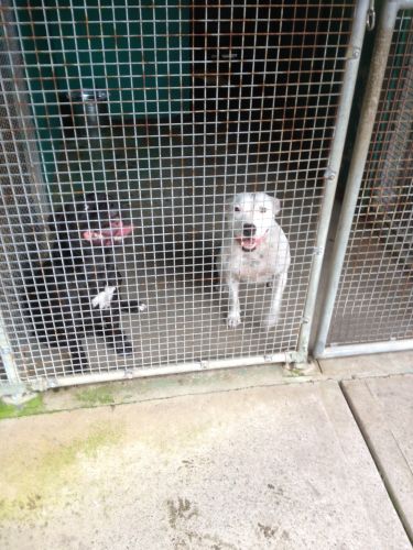 CEJ’s Boarding Kennels - Click Find 3