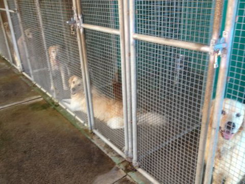 CEJ’s Boarding Kennels - Click Find 4