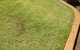 G-Dogs Garden Edging - thumb 0