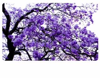 Clarence Valley Legal - Click Find 0