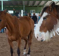 Equine Alliance - Click Find