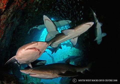 South West Rocks Dive Centre - Click Find 1