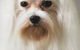 Alice Springs Dog Grooming, Kennel & Pet Transport - thumb 0
