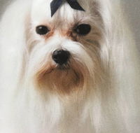 Alice Springs Dog Grooming Kennel  Pet Transport - DBD