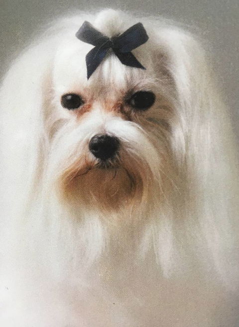 Alice Springs Dog Grooming, Kennel & Pet Transport - DBD 0
