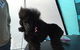 Alice Springs Dog Grooming, Kennel & Pet Transport - thumb 1