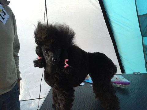 Alice Springs Dog Grooming, Kennel & Pet Transport - DBD 1