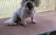 Alice Springs Dog Grooming, Kennel & Pet Transport - thumb 3