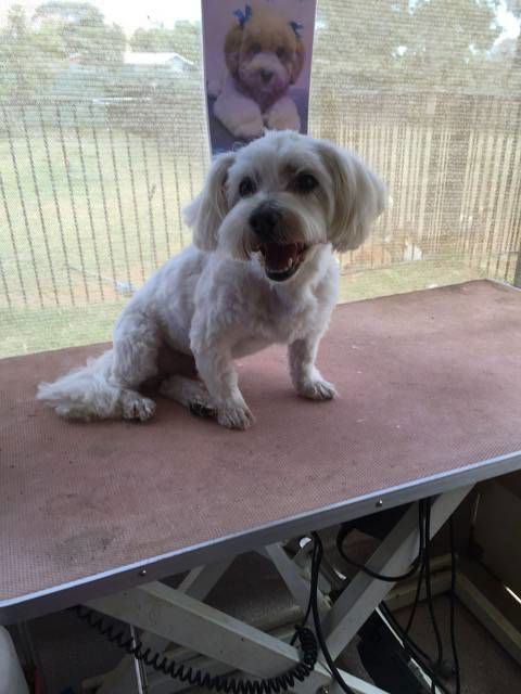 Alice Springs Dog Grooming, Kennel & Pet Transport - DBD 3