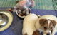 Alice Springs Dog Grooming, Kennel & Pet Transport - thumb 4