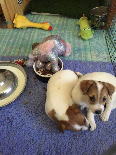 Alice Springs Dog Grooming, Kennel & Pet Transport - DBD 4