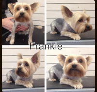 Lizzys Pet Parlour - Click Find