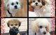 Lizzy’s Pet Parlour - thumb 1