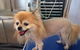 All Dogs Grooming - thumb 0