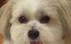 All Dogs Grooming - thumb 1