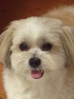 All Dogs Grooming - Click Find 1