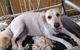 All Dogs Grooming - thumb 3