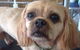 All Dogs Grooming - thumb 4