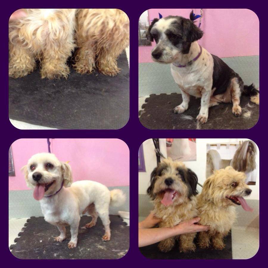 Dog Cat Clipping Washing Grooming Sawtell NSW Bridge Guide