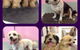 Cobbers Dog Grooming Salon - thumb 0
