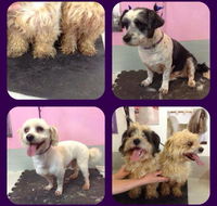 Cobbers Dog Grooming Salon - DBD