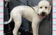 Cobbers Dog Grooming Salon - thumb 2