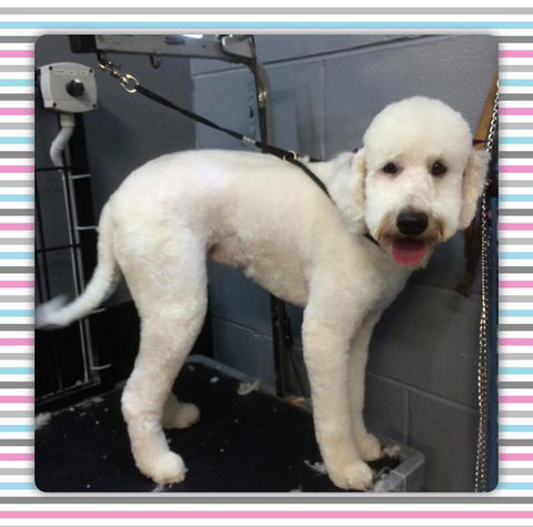 Cobbers Dog Grooming Salon - DBD 2