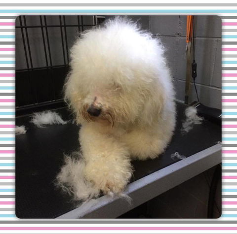 Cobbers Dog Grooming Salon - DBD 3