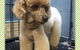 Cobbers Dog Grooming Salon - thumb 4