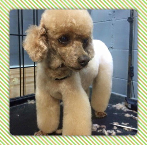 Cobbers Dog Grooming Salon - DBD 4