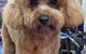 The Naked Hound Dog Grooming Salon - thumb 2