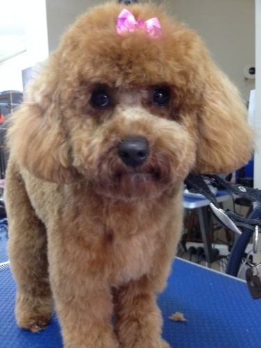 The Naked Hound Dog Grooming Salon - DBD 2